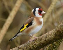 01 Distelfink-Stieglitz